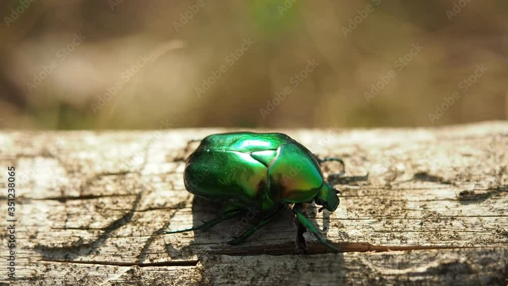 Beautiful metallic green scarab bug known as the June Beetle (Cetonia aurata) crawling on the cutted tree trunk in the forest. Illuminated by sunlight. Close-up. Beautiful metallic green scarab bug known as the June Beetle (Cetonia aurata) crawling on the cutted tree trunk in the forest. Illuminated by sunlight. Close-up.