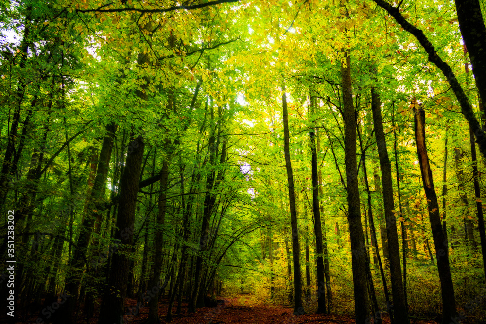 Obraz premium sunlight in the forest