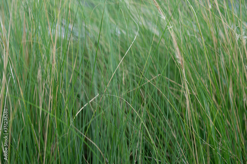 Photo of the texture of green grass in nature