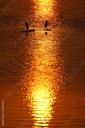 heron silhouette in the shining orange water at sunset