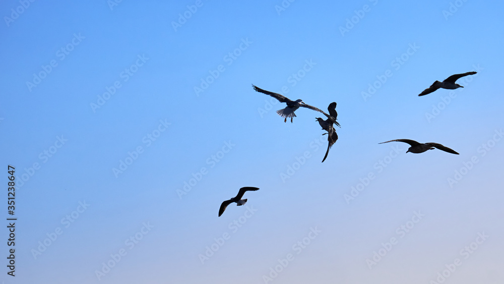 Gaviotas volando en un cielo azul