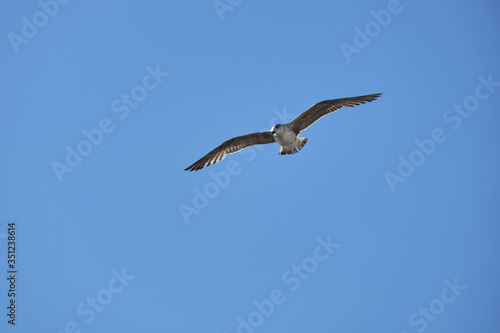 Gaviotas volando en un cielo azul