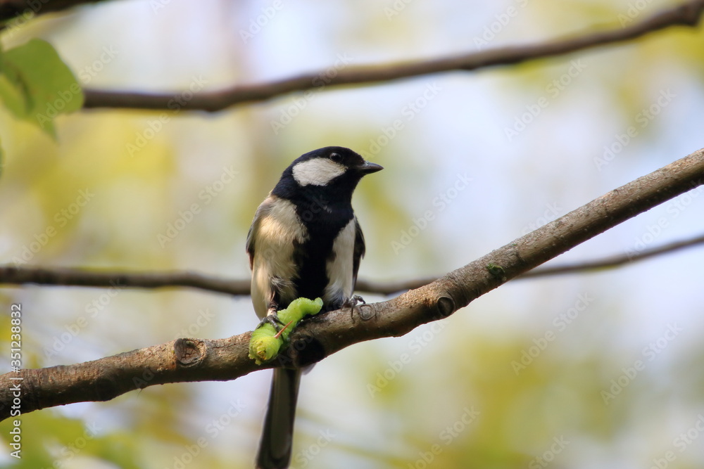Naklejka premium Great tit preying on a worm