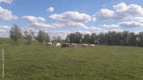 cattle grazing on green meadow