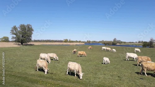 cattle grazing on green meadow