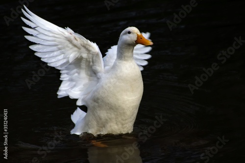 Leinwand Poster White Duck Flapping Wings In River