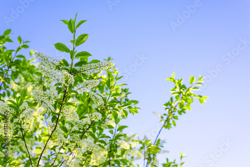 branches of a beautiful cherry tree in flower against the blue sky. small white flowers on a tree branch. spring flowering trees in the garden copy space