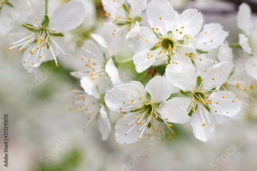 Plum blossoms in the spring garden. White flowers close-up. Beautiful floral background with white flowers and green leaves. Selective focus. Branch of a blossoming plum close-up.
