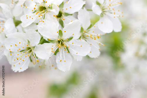 Plum blossoms in the spring garden. White flowers close-up. Beautiful floral background with white flowers and green leaves. Selective focus. Branch of a blossoming plum close-up.