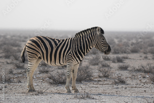 Lonaly striped zebra with curious muzzles on African savanna in dry season in dusty waterless day. Safari in Namibia.