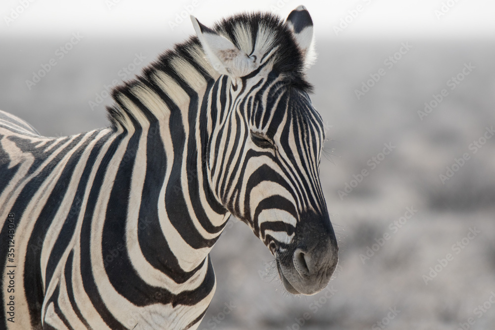 Lonaly striped zebra with curious muzzles on African savanna in dry season in dusty waterless day. Safari in Namibia. Lonaly striped zebra with curious muzzles on African savanna in dry season in dusty waterless day. Safari in Namibia.