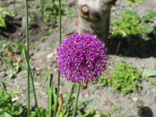 Blooming purple organic decorative bow  close-up on grass background  Allium rosenbachianum.