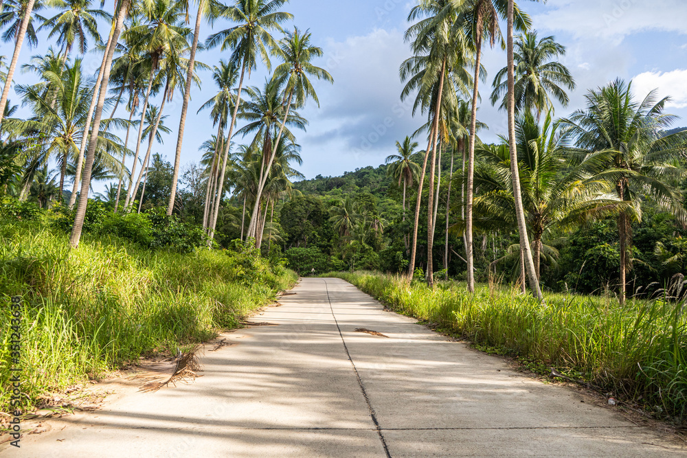 Concrete road through the forest between the palm trees Concrete road through the forest between the palm trees