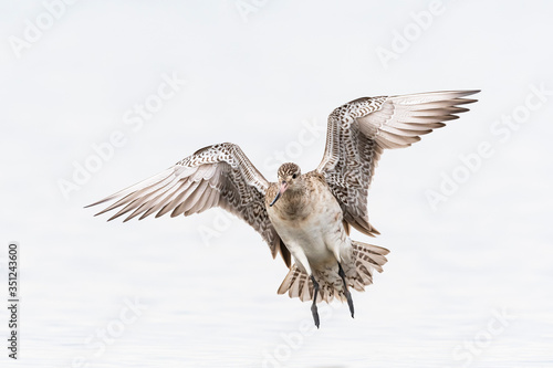 着地するオオソリハシシギ冬羽(Bar-tailed Godwit) © sandpiper