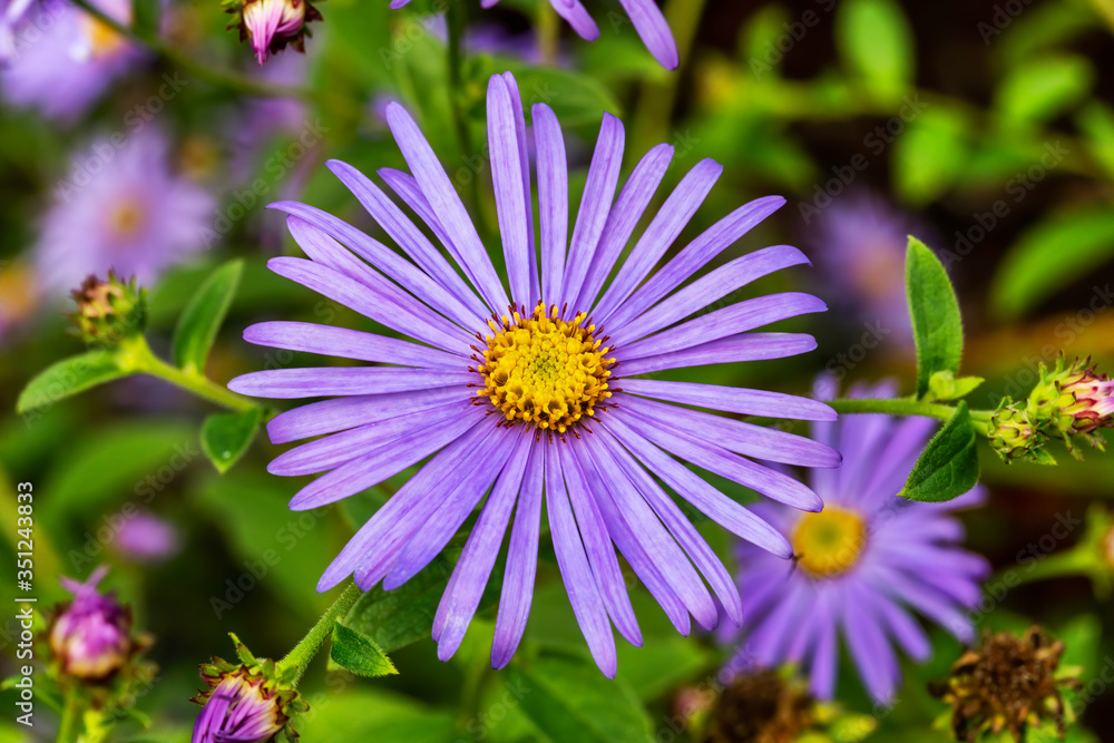 Obraz premium Aster x frikartii 'Monch' a lavender blue herbaceous perennial summer autumn flower plant commonly known as michaelmas daisy stock photo