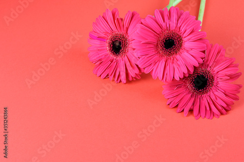 Beautiful blooming pink gerberas on the pink background, copy space.
