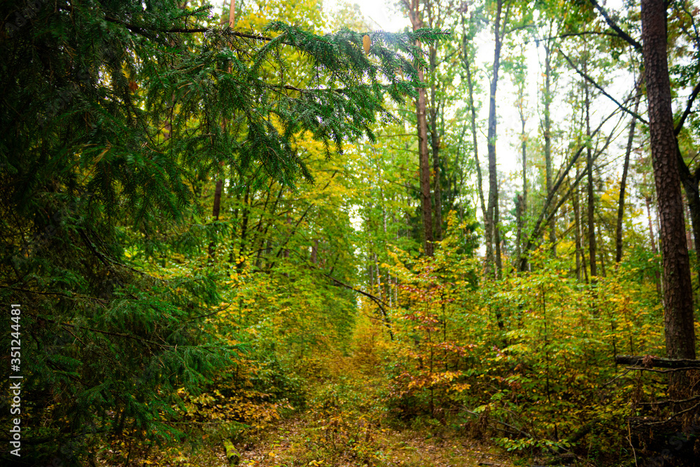 sunlight in the forest sunlight in the forest