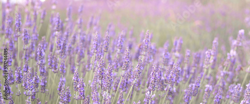 Lavender field closeup view. Purple lavender garden. Spa essential oil of beautiful herbs.