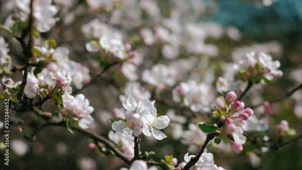 Apple tree blossoms on sunny day. Close up. Slow motion POV shot on a gimbal. Apple tree blossoms on sunny day. Close up. Slow motion POV shot on a gimbal.