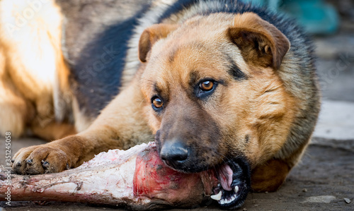 young german shepherd with a bone in his mouth