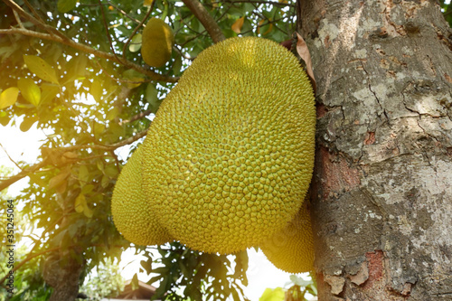 big natural jackfruit tropical fruit on tree of agriculture plantation