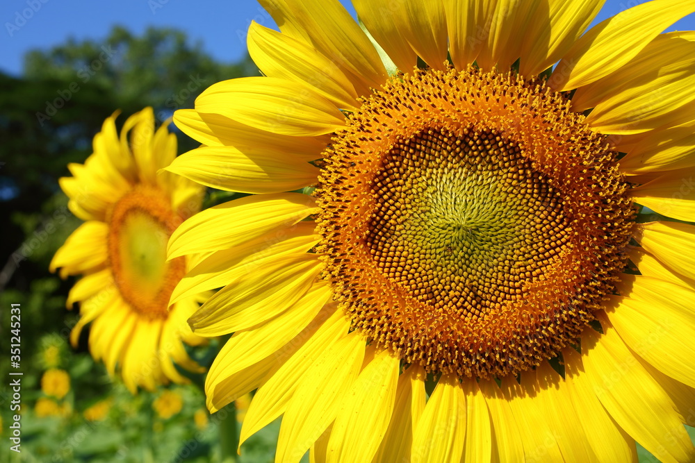 beautiful sunflower blossom blooming in nature beautiful sunflower blossom blooming in nature