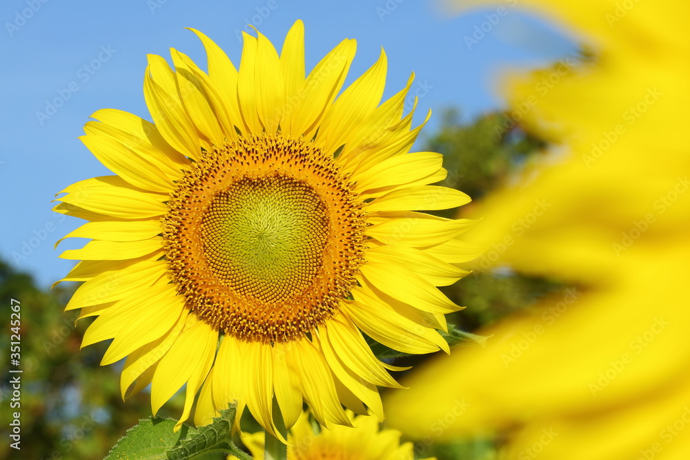 beautiful sunflower blossom blooming in the morning day of springtime beautiful sunflower blossom blooming in the morning day of springtime