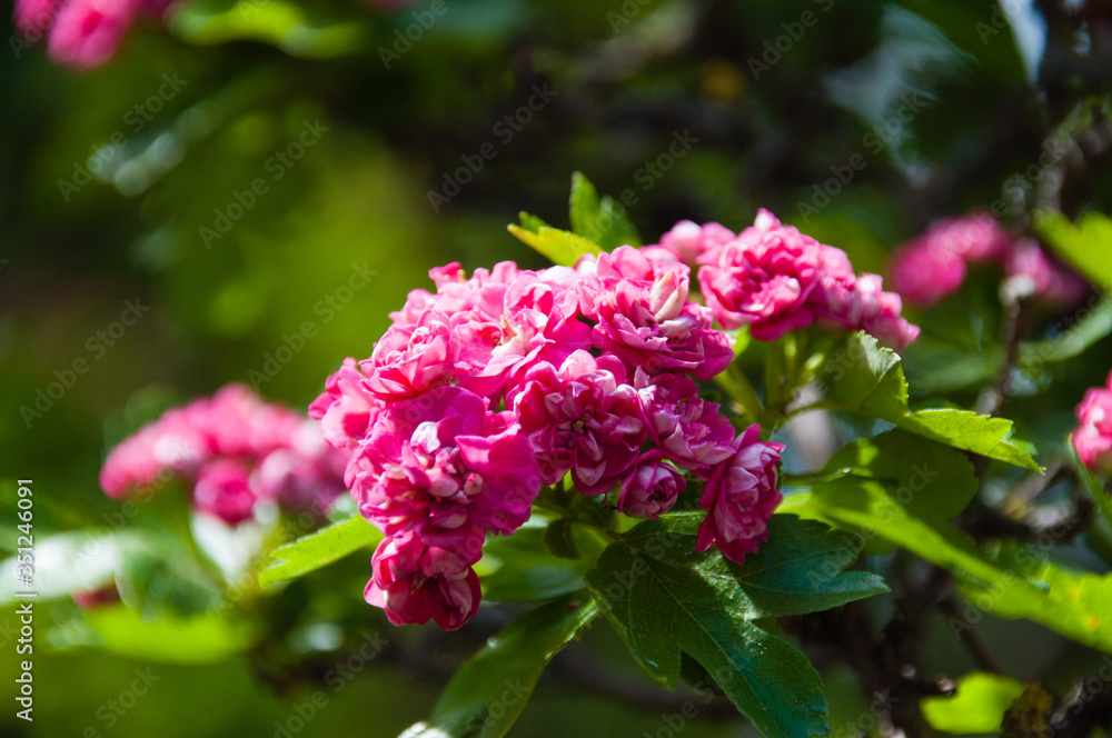 Beautiful spring red flowers close-up macro. Flowering hawthorn bush in garden or park. Beautiful spring red flowers close-up macro. Flowering hawthorn bush in garden or park.