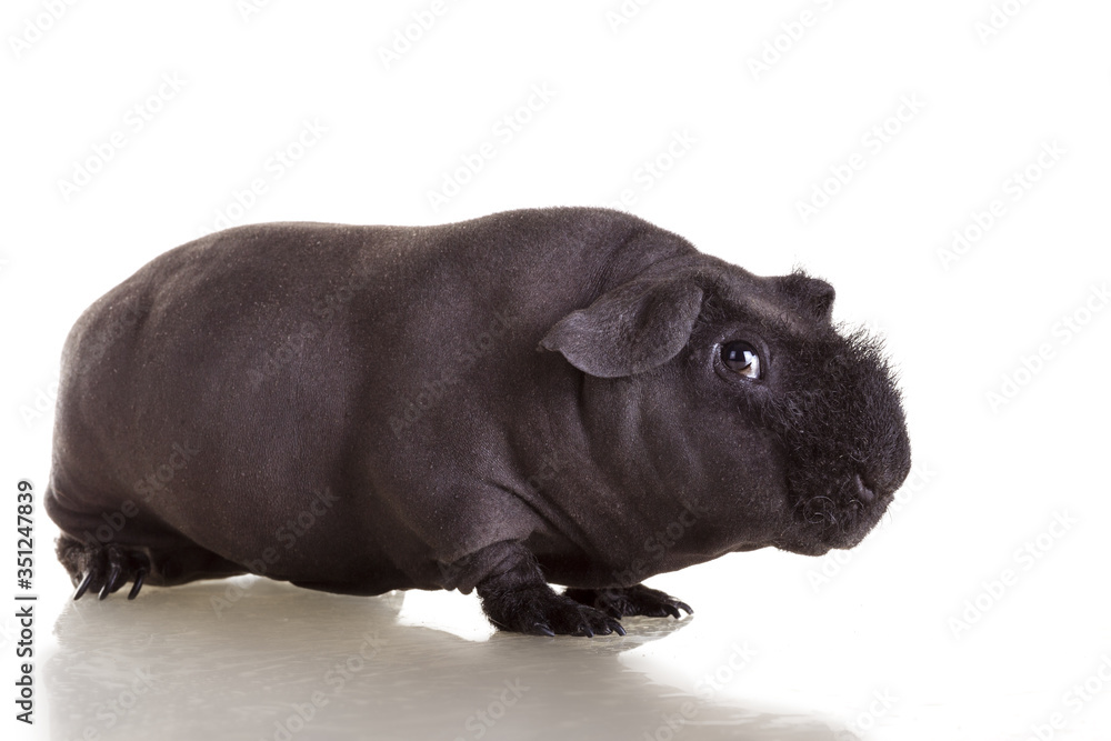 Obraz premium Guinea pig black skinni on white isolated background