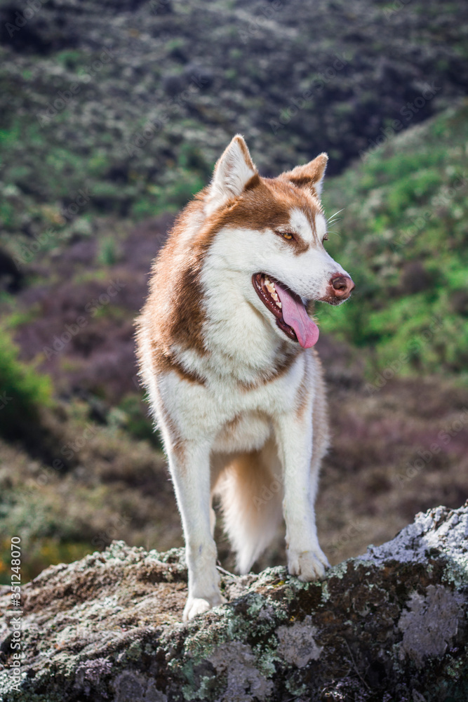 HUSKY HUSKY