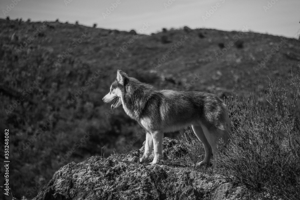 HUSKY HUSKY