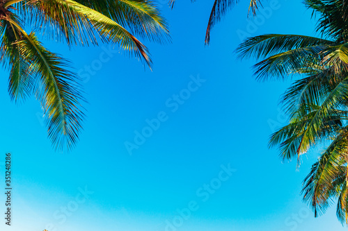 coconut palm leaves on a background of blue clear sky  summer background  travel  nature. Frame