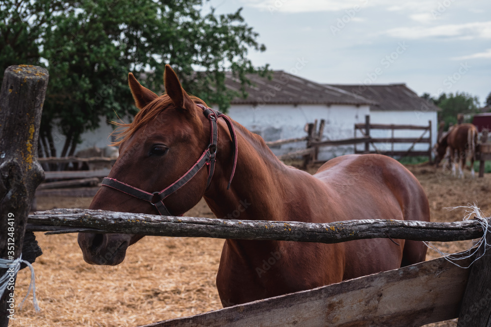Portrait of a beautiful brown stallion. Horse farm. Portrait of a beautiful brown stallion. Horse farm.