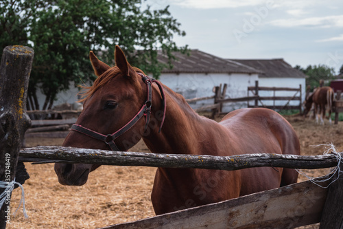 Portrait of a beautiful brown stallion. Horse farm.