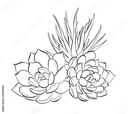 Fototapeta Naklejka Na Ścianę i Meble -  Hand drawn Succulents, vector illustration