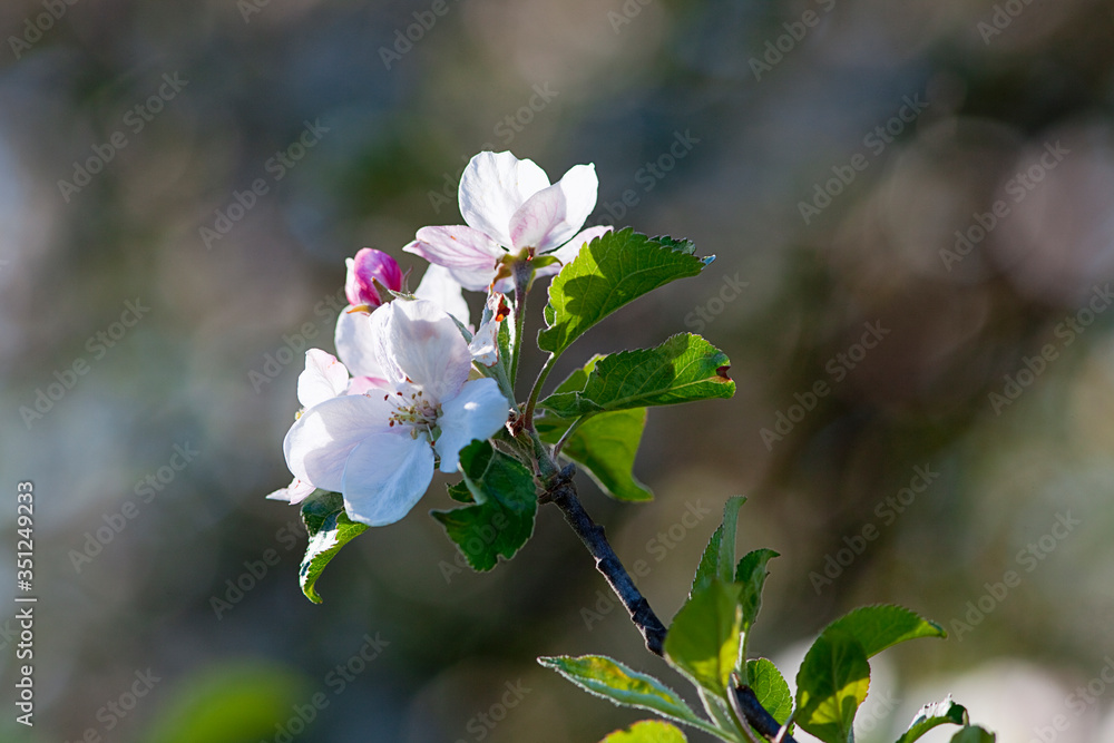 Obraz premium Apple tree blossom in springtime.