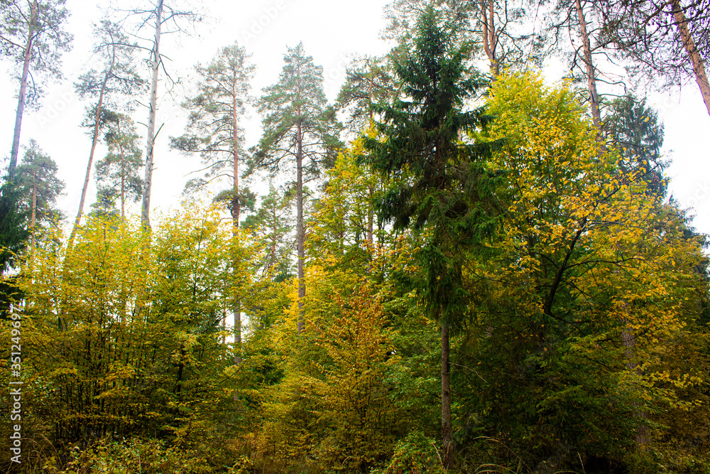 Fototapeta premium sun rays in the forest