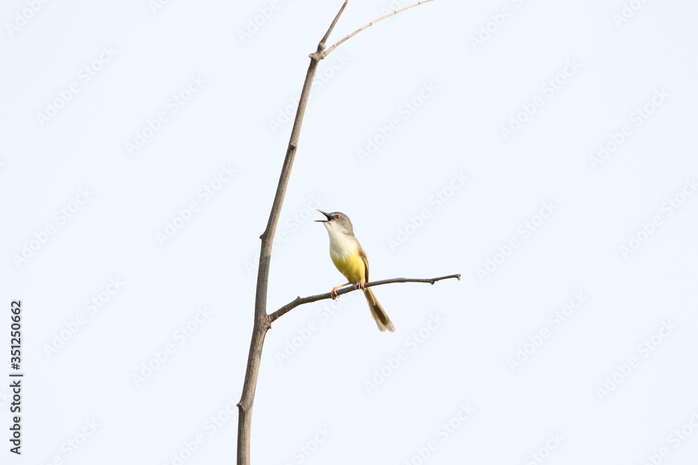 Fototapeta premium yellow belly on branch white background