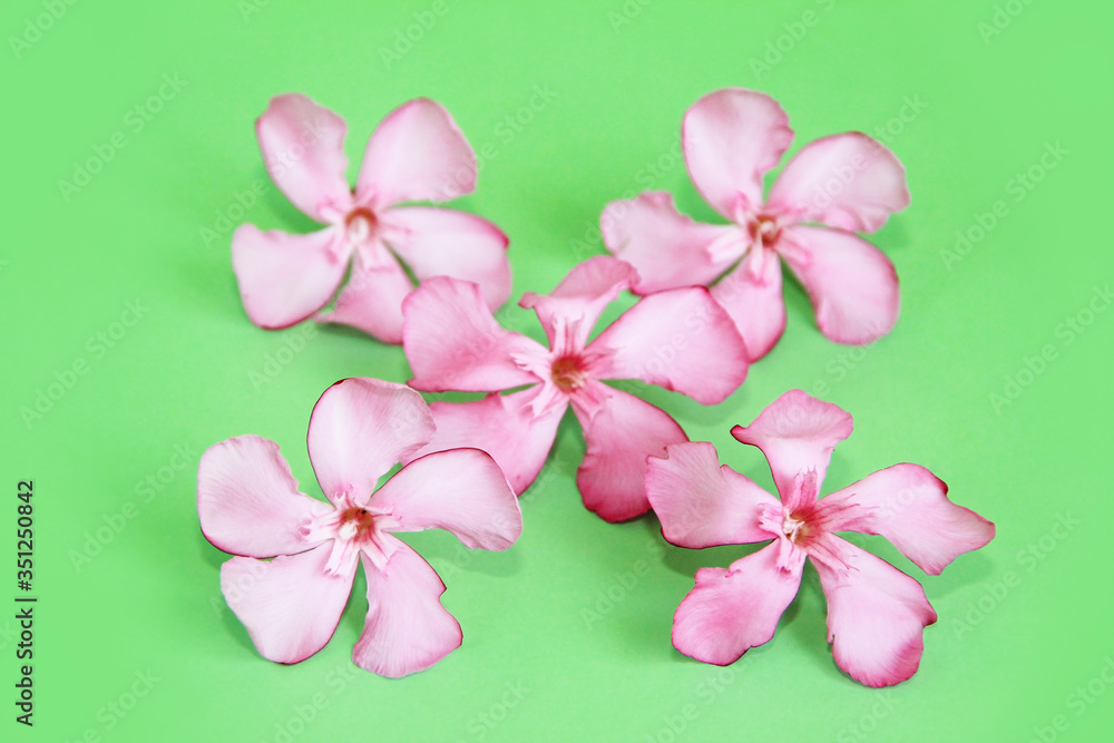 natural pink oleander flowers on a green background natural pink oleander flowers on a green background
