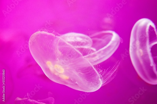 jellyfish in pink