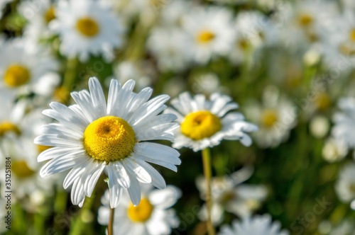 Fototapeta Naklejka Na Ścianę i Meble -  daisies in a field