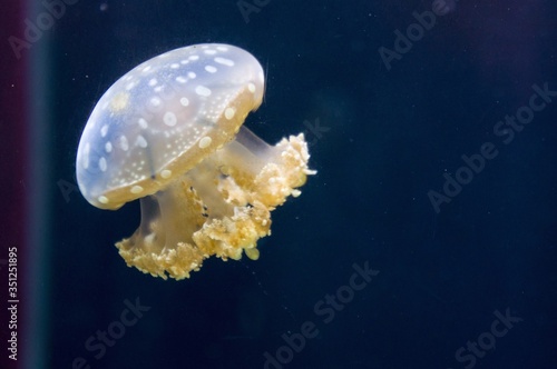 jellyfish