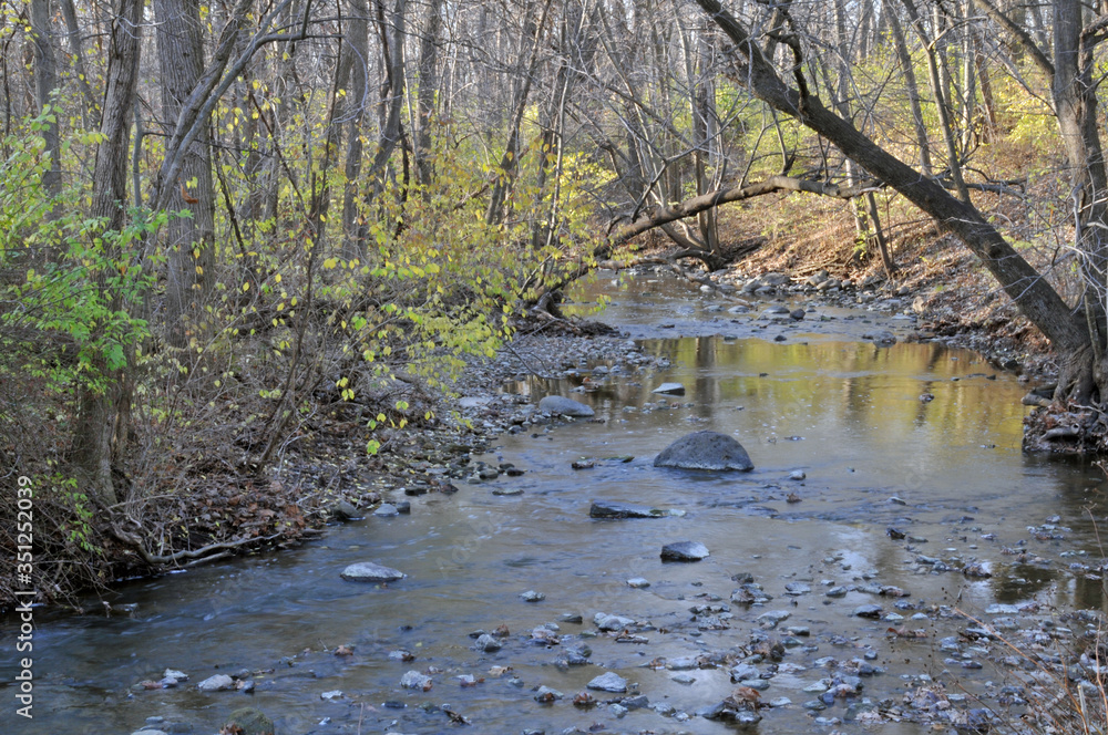 Forest Stream