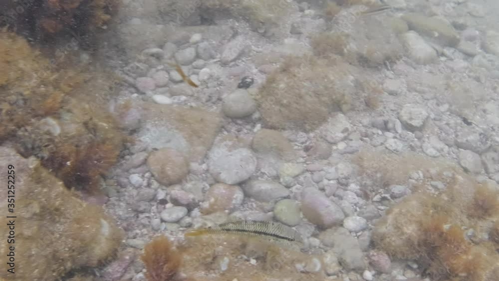 Small fish swims underwater with the rough sea and a strong sea current Small fish swims underwater with the rough sea and a strong sea current