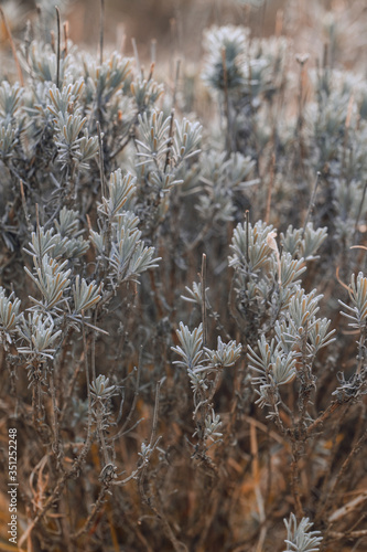 Gray lavender leaves outdoors in nature.