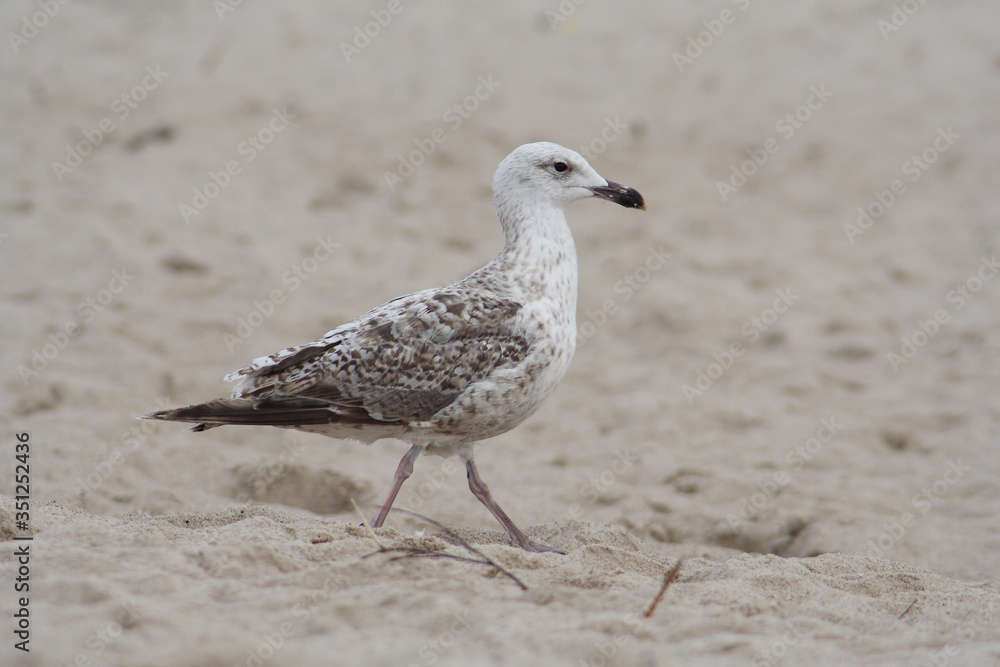 Herring gull bird in the spring
Herring gull bird in the spring