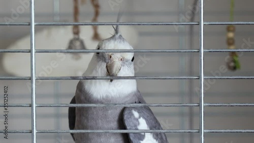 Corella parrot in a cage at home