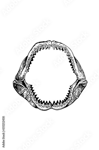 Graphical shark in megalodon jaw isolated on white backgrond,vector sea-food illustration