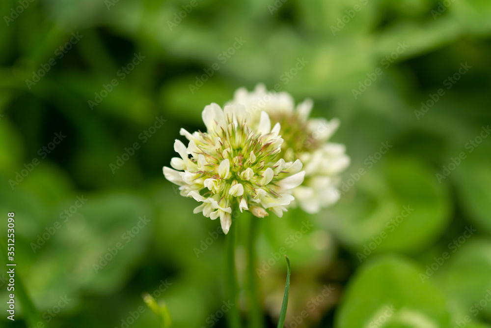 macro photo of white flowers in spring in prague in czech republic
macro photo of white flowers in spring in prague in czech republic