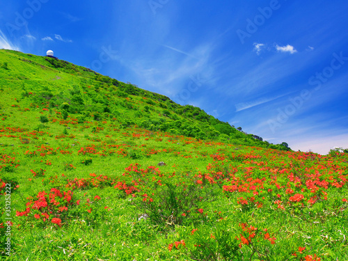 レンゲツツジ咲く草原と、山頂の気象レーダー観測所(霧ヶ峰・車山)